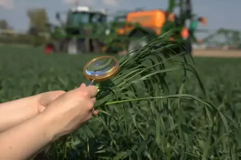 Ręce trzymające lupę nad zielonymi źdźbłami zboża na polu, w tle ciągnik.