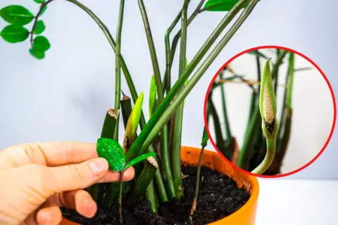 Jak kwitnie zamia - sprawdzone sposoby na piękne kwiaty zamiokulkasa