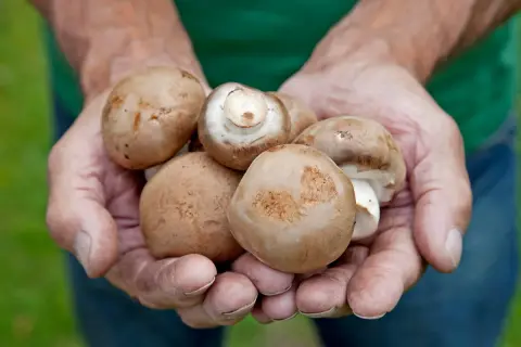 Hände halten frisch geerntete braune Champignons. Ein Beweis dafür, dass Pilze anbauen Freude macht.