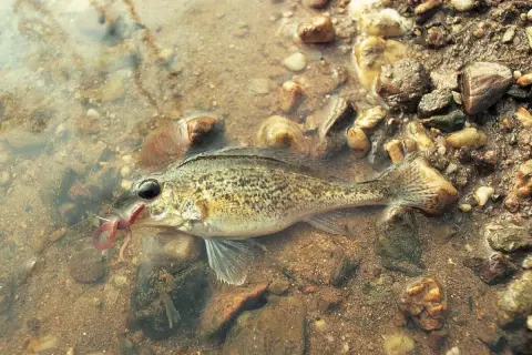 Ein Barsch mit einem Wurm im Maul, der auf einem steinigen Grund im flachen Wasser liegt. Verschiedene Barsch Arten sind faszinierend.