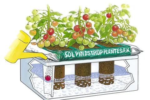 Tomater växer i en autopot-odling. En gul vattenkanna vattnar plantorna som står i en påse med jord. Rötterna hänger ner i en behållare med vatten.