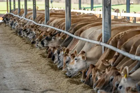 Bydło w oborze zajada paszę dla byków na masę. Widać rząd krów o brązowych sierściach, pochylonych nad żłobem pełnym siana.