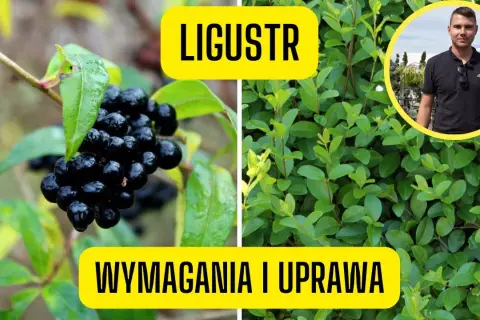 Jak sadzić ligustr zimozielony, aby uniknąć najczęstszych błędów
