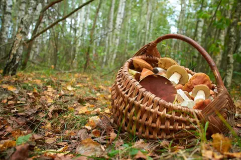 Cesta de mimbre llena de setas de mayo, recién recolectadas en el bosque.
