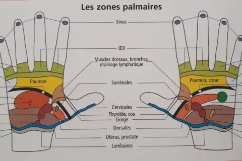 Schéma des zones réflexes de la main. Le point du foie sur la main droite est indiqué, ainsi que d'autres organes.