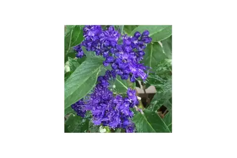 Blå blommor i en perovskia blue spire-liknande klunga, med gröna blad.