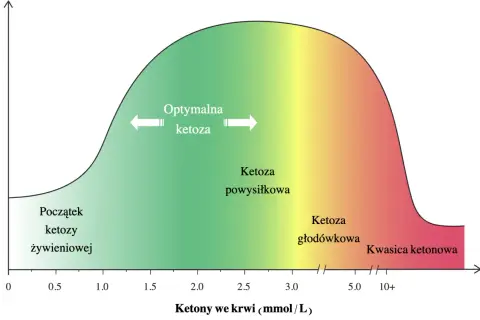Wykres pokazuje optymalne zasilanie mięśni i mózgu w zależności od poziomu ketonów we krwi. Określa, ile węglowodanów na keto jest optymalne.