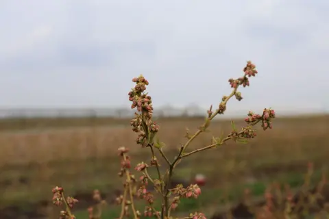 Pąki borówki amerykańskiej, być może zwiastujące choroby borówki amerykańskiej, na tle pola i nieba.