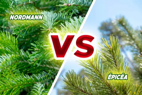Comparaison entre le sapin Nordmann et l'épicéa, deux bois de conifères aux aiguilles vertes.