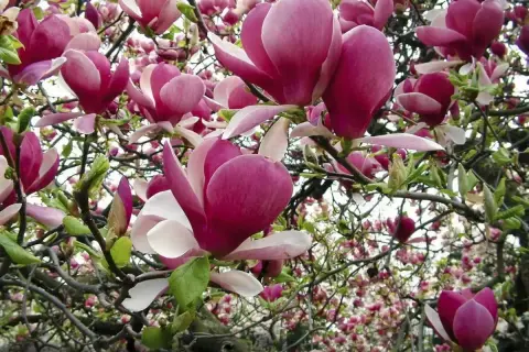 Magnolia w ogrodzie rozkwitła w pełni. Jej pąki i kwiaty w odcieniach różu i bieli tworzą bajkowy widok.