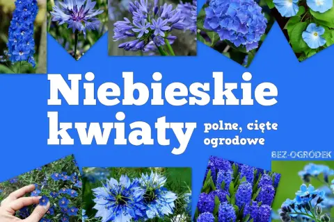 Niebieskie kwiaty wiosenne: ostróżki, chabry, agapanty, hortensje, powoje, czarnuszki, hiacynty i niezapominajki.
