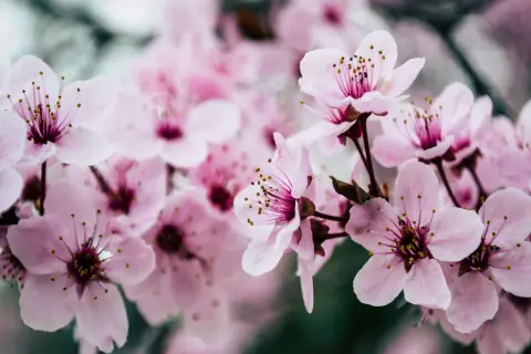 Mjukt rosa blommor av prunus cerasus, med sina fina ståndare, blommar i en drömsk, suddig bakgrund.