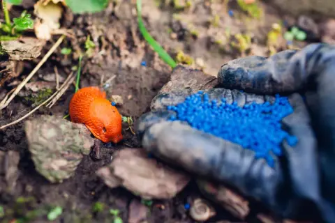 Niebieskie granulki na ślimaki: Jak używać bezpiecznie? Poradnik