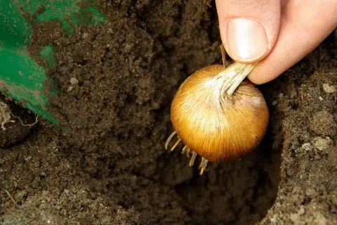Eine Hand steckt eine Zwiebel in die Erde. Eine grüne Schaufel liegt daneben.