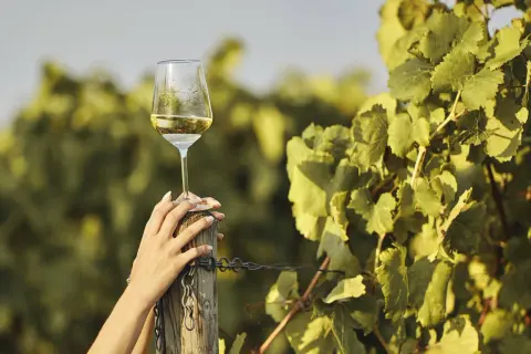 Ein Glas Weißwein mit dem Aroma von Muskateller, gehalten von einer Hand, umgeben von Weinreben.
