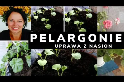 Pelargonia nasiona kiedy siać - idealny czas na siew dla sukcesu