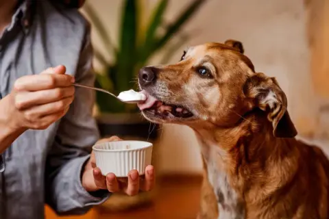 Un perro marrón disfruta de una cucharada de yogur. ¡Qué rico! Los perros pueden comer yogur.