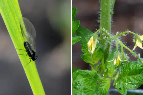 En svart bladlöss på ett grönt strå och många små gröna bladlöss som kryper på en tomatplanta med gula blommor. Ohyra på tomatplantor kan vara ett stort problem.