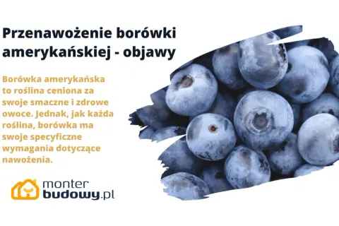 Borówka amerykańska: objawy przenawożenia. Zbliżenie na soczyste, niebieskie owoce borówki, sugerujące problemy z nadmiernym nawożeniem.