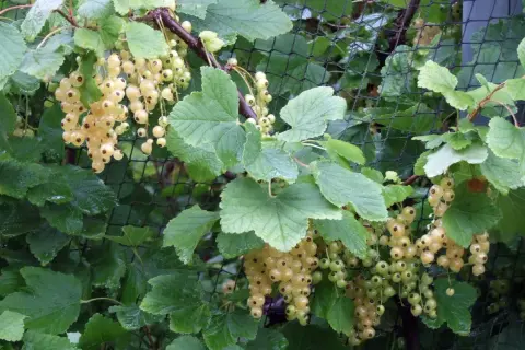Reife weiße Johannisbeeren hängen an einem Strauch. Der ideale **johannisbeere standort** ist sonnig bis halbschattig.