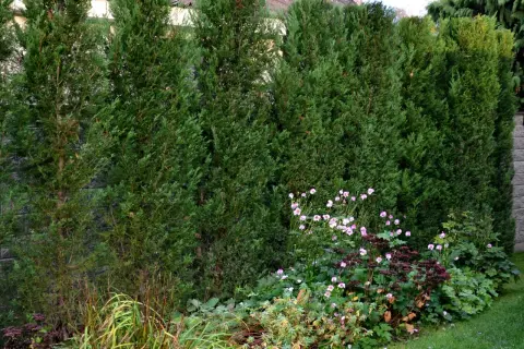 Seto de cipreses frondosos, ideal para delimitar espacios. La primavera es el momento perfecto cuando podar setos de cipreses para mantener su forma.