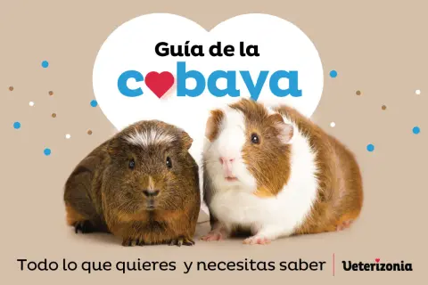 Dos cobayas adorables posan para una guía sobre qué comen las cobayas. Texto: "Guía de la cobaya. Todo lo que quieres y necesitas saber.