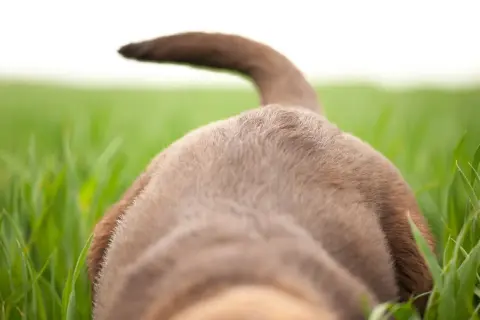 A brown dog's back and tail are visible, with its tail held high like a swimmer's tail. The dog is in a field of green grass.
