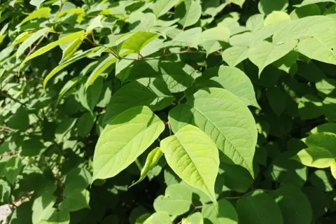 Gęste, zielone liście rdestu japońskiego tworzą bujny, naturalny baldachim.