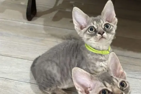 Ceny kociąt Devon Rex w hodowlach – co warto wiedzieć przed zakupem?