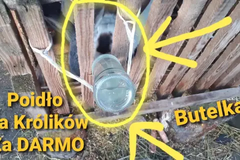 Poidło dla królika z butelki? Zrób to sam i oszczędź!