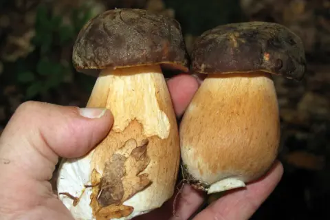 Dos setas esponja comestibles, con sombreros marrones y tallos gruesos, sostenidas en una mano.