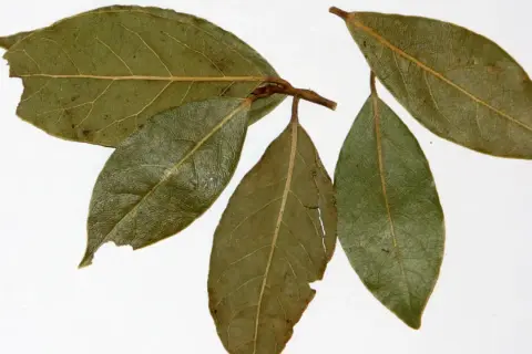 Ramita con hojas de laurel, algunas verdes y otras con tonos marrones y secas, mostrando sus venas marcadas.