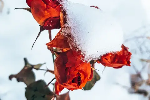 Czerwone róże pokryte śniegiem, symbolizujące campanula zimowanie.