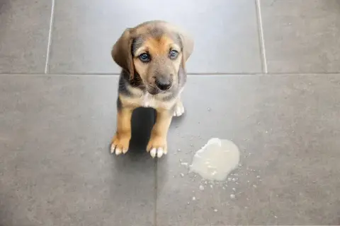 Szczeniak z niebieskimi oczami siedzi obok kałuży mleka. Czy to mleko na zatrucie u psa?