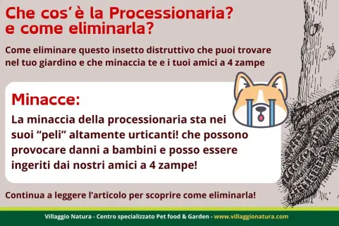 Guida per capire come eliminare la processionaria fai da te. Proteggi bambini e animali domestici dai peli urticanti.