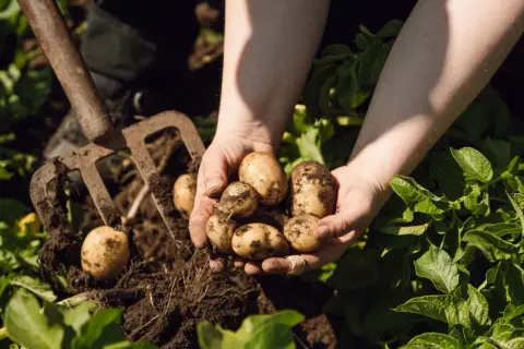 Händer håller upp nyupptagna, jordiga potatisar. En grep ligger bredvid, redo för mer tidig potatis.