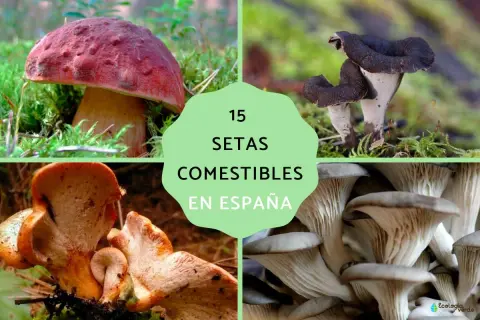 Cuatro tipos de hongos comestibles en España: boletus, trompetas de la muerte, rebozuelos y setas ostra.