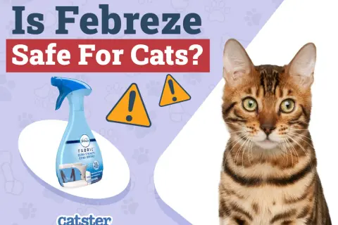 A Bengal cat looks concerned as a Febreze spray bottle is shown, questioning "Is Febreze safe for cats?". Two yellow warning signs are visible.