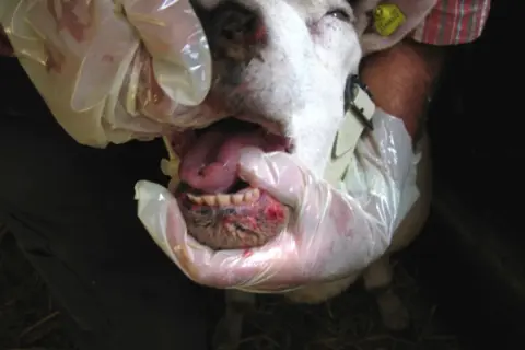 Un ovino con lesioni alla bocca e la lingua blu, esaminato da mani guantate.