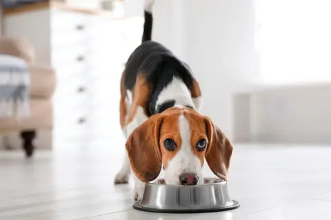 Uroczy beagle pochyla się nad miską. Czy szczeniak może jeść karmę dla dorosłych psów? To pytanie nurtuje wielu właścicieli.