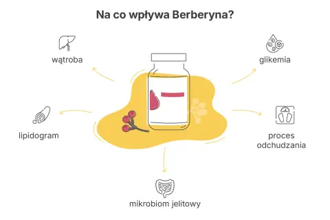 Berberyna co to? Wpływa na wątrobę, lipidogram, glikemię, proces odchudzania i mikrobiom jelitowy.
