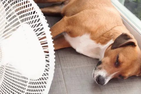 Niebezpieczna temperatura dla psa: kiedy grozi mu niebezpieczeństwo