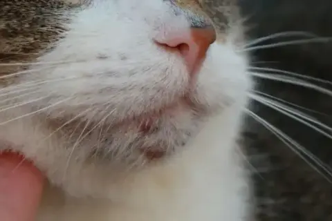 Primer plano del pelaje de gato enfermo, mostrando irritación y granitos en la zona de la barbilla.