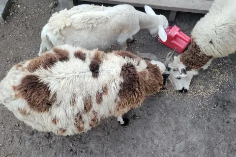 Owce jedzą z czerwonego dozownika. Czy wiesz, ile trwa ciąża u owcy? To około 5 miesięcy.