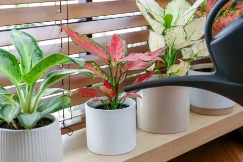 Aglaonema kwiaty w doniczkach, jedna z nich jest podlewana z czarnej konewki.