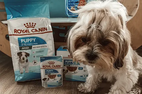 Royal Canin dla psa: Prawda o składzie. Czy warto? Ekspert radzi