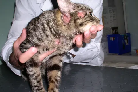 Kot z zaczerwienionymi uszami i łysymi plamami na skórze, widoczne objawy alergii u kota.