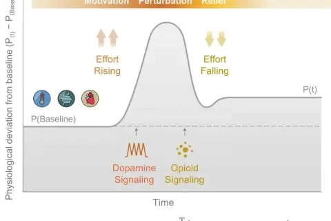 Wykres pokazuje, jak motywacja, zakłócenie i ulga wpływają na sygnalizację dopaminy i opioidów, co może być związane z poziomem serotoniny.