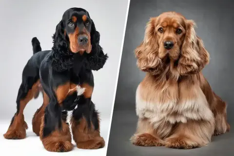 Deux cocker spaniel, l'un noir et feu, l'autre fauve, posent fièrement.