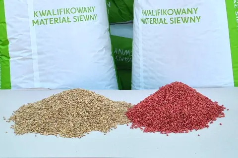 Dwa rodzaje kwalifikowanego materiału siewnego: ziarno pszenicy i zaprawione nasiona.